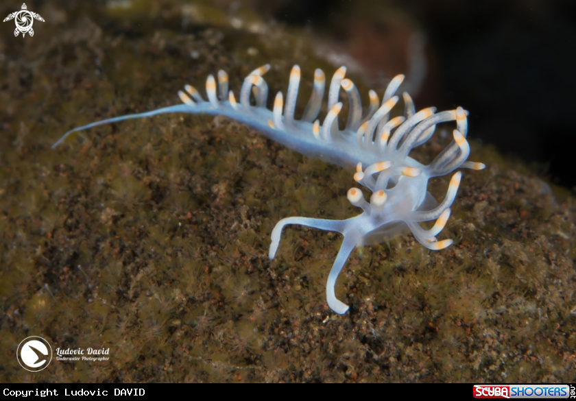 A Bicolor Flabellina Nudibranch