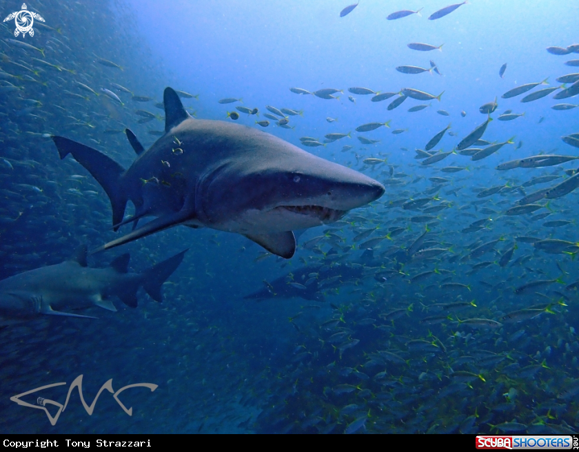 A Grey Nurse Shark