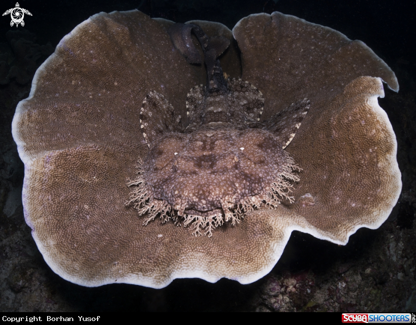 A Wobbegong Shark