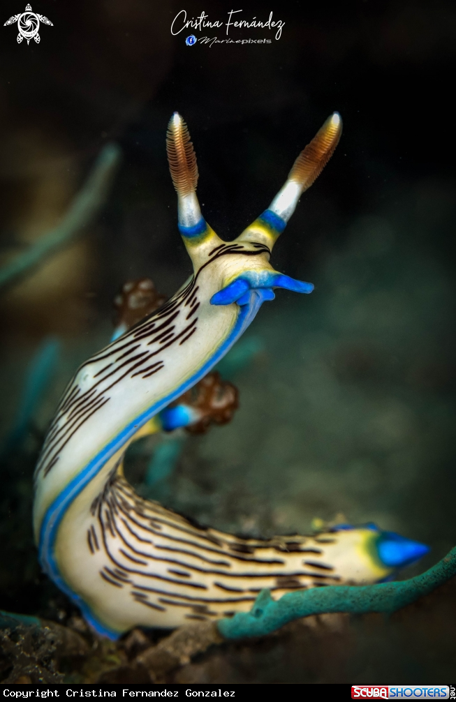A Nudibranch