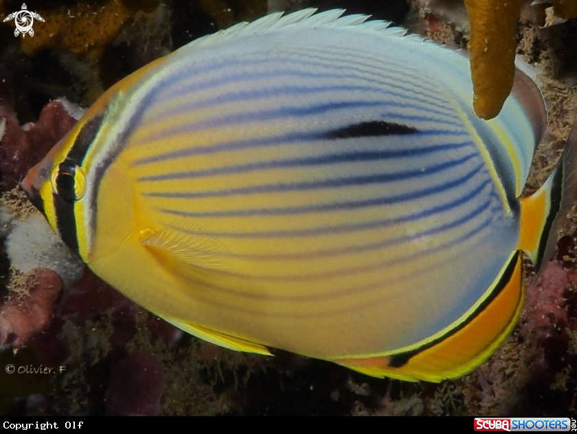 A Melon Butterflyfish 