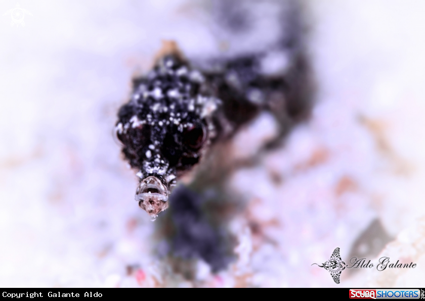 A Pipefish
