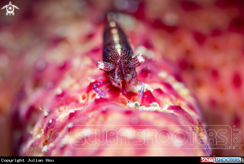 A Starfish shrimp