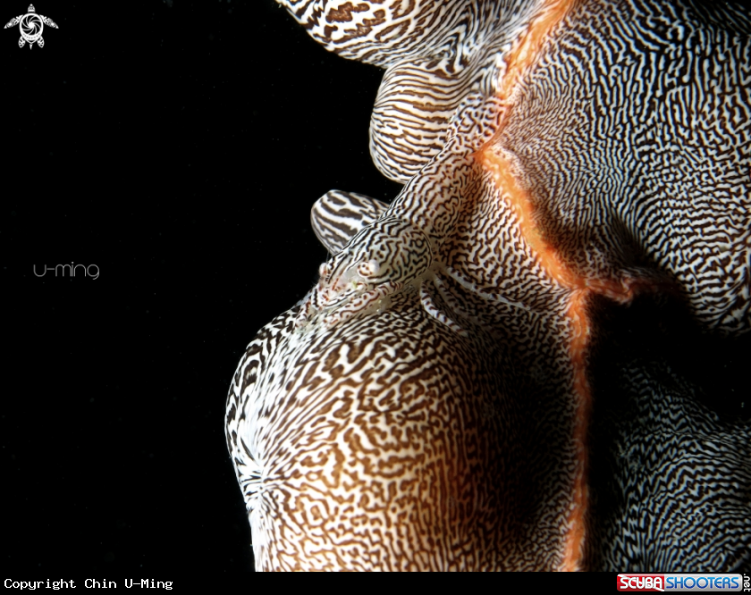 A Leopard Shrimp