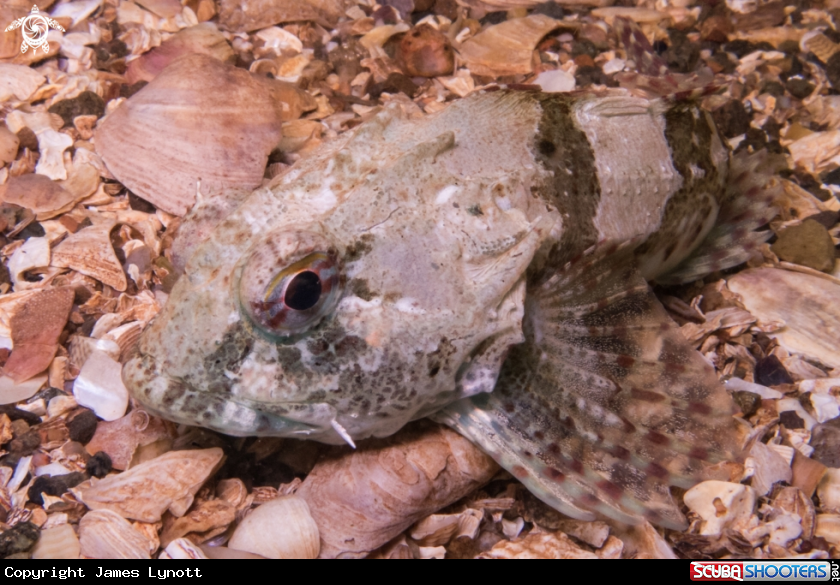 A Long-spined Sea Scorpion