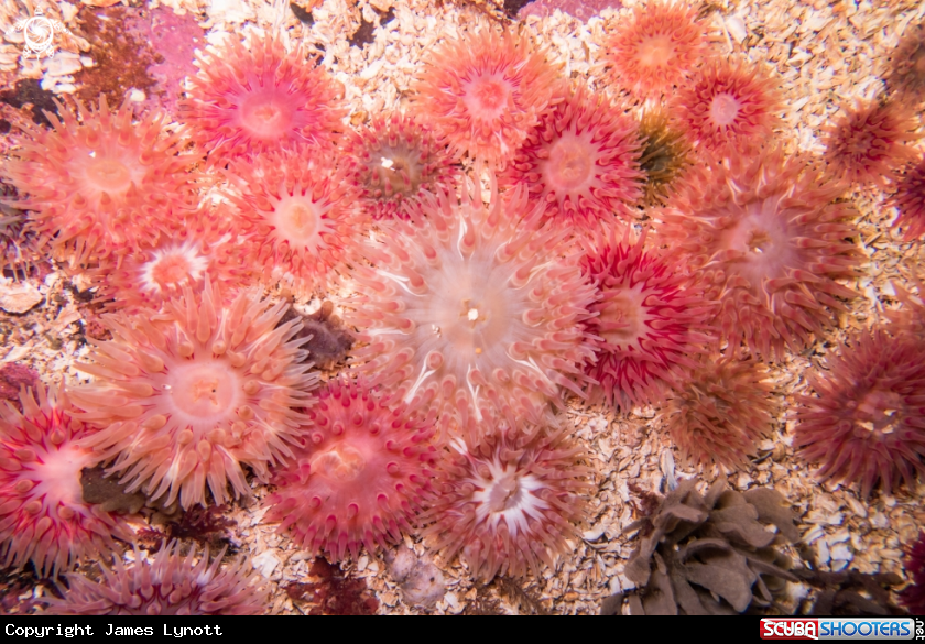 A Dahlia Anemones