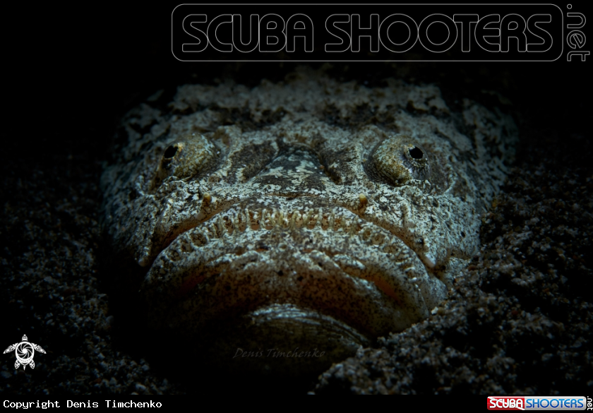 A FISH