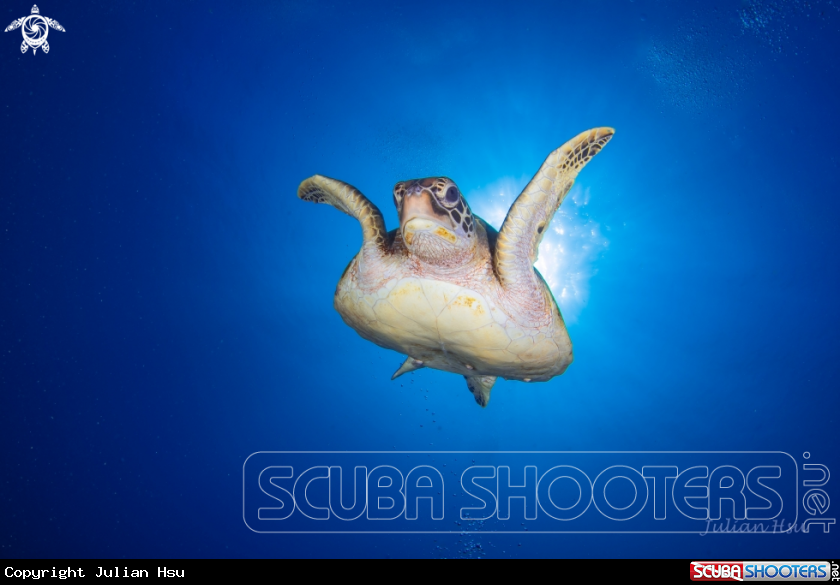 A Green sea turtle