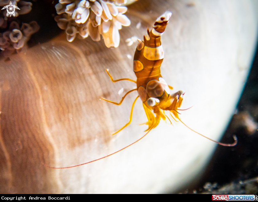 A Sexy shrimp