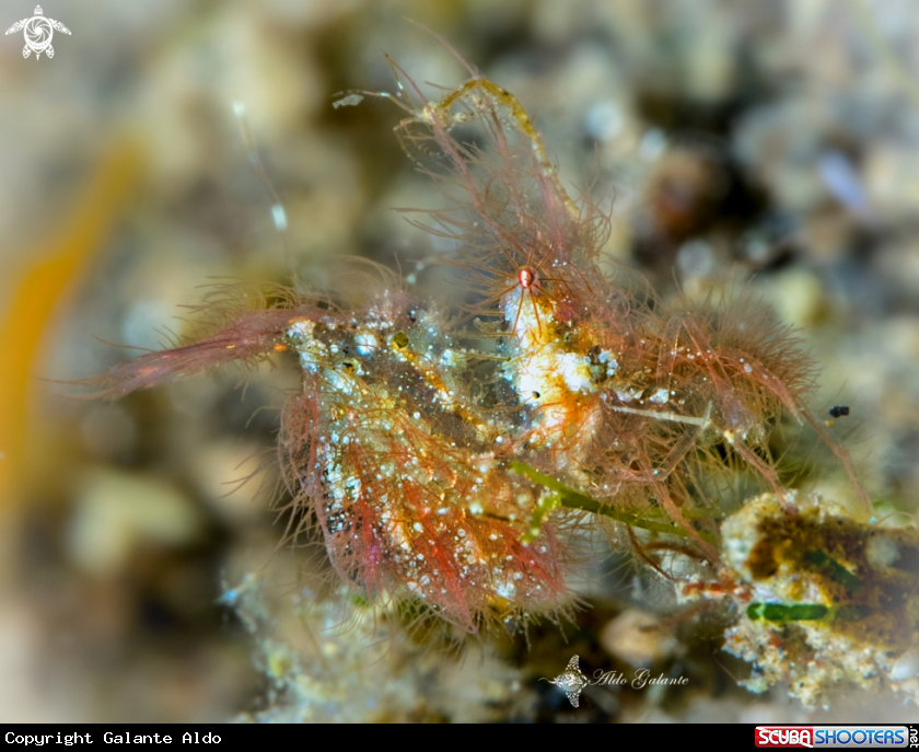 A Hairy Shrimp