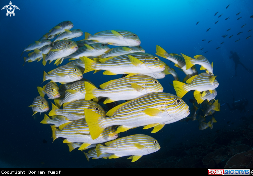 A Ribboned sweetlips