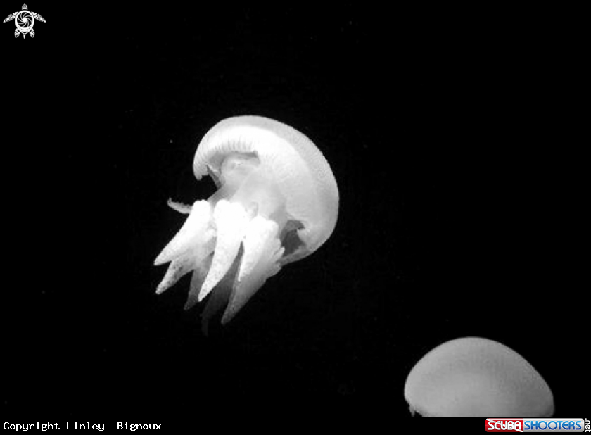 A Moon Jelly Fish