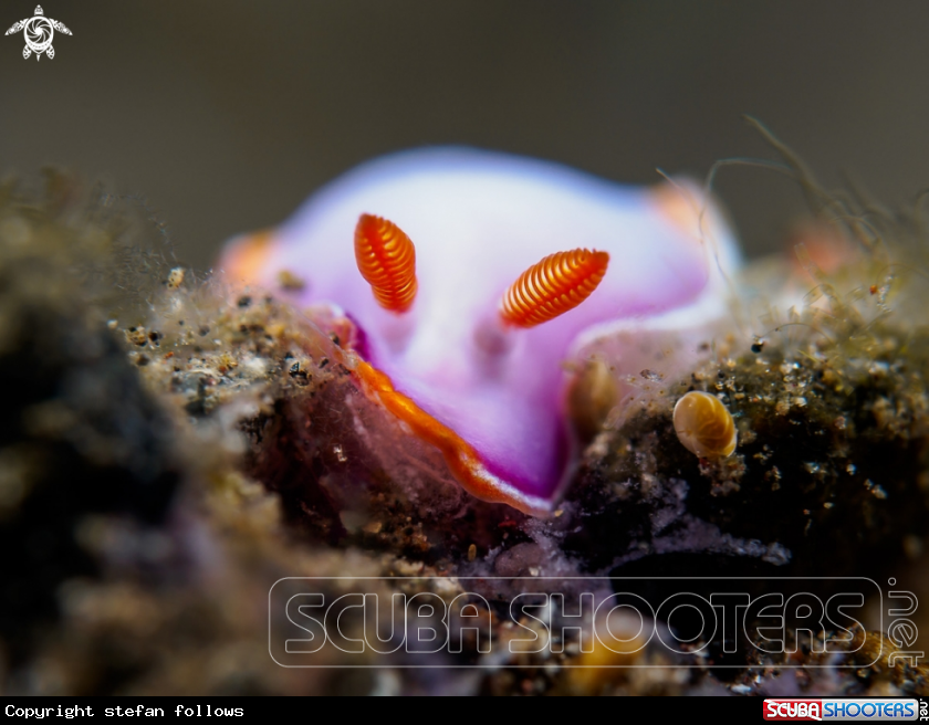 A Nudibranc