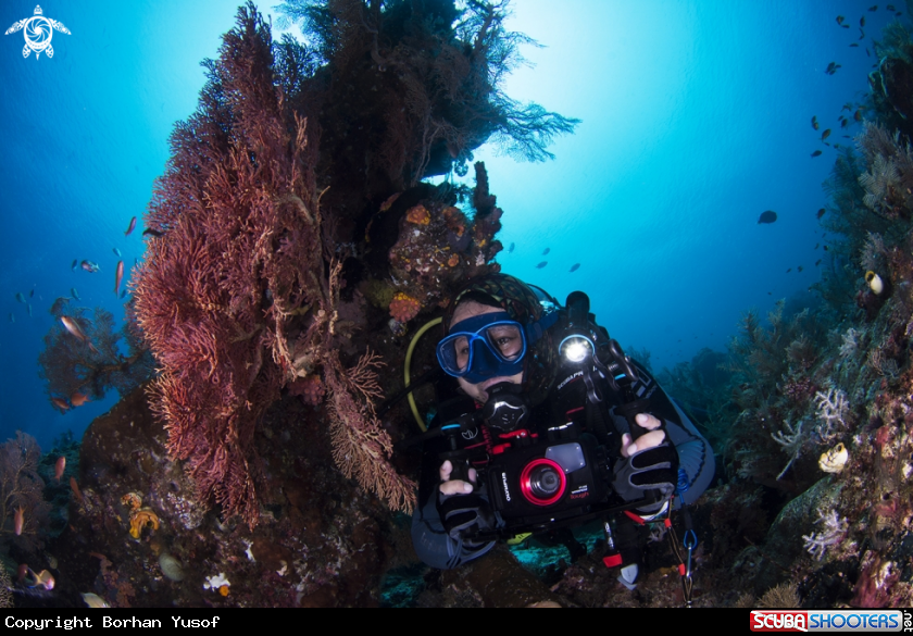A Scuba Diver