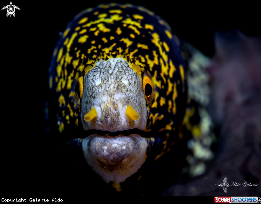 A Snowflake moray eel
