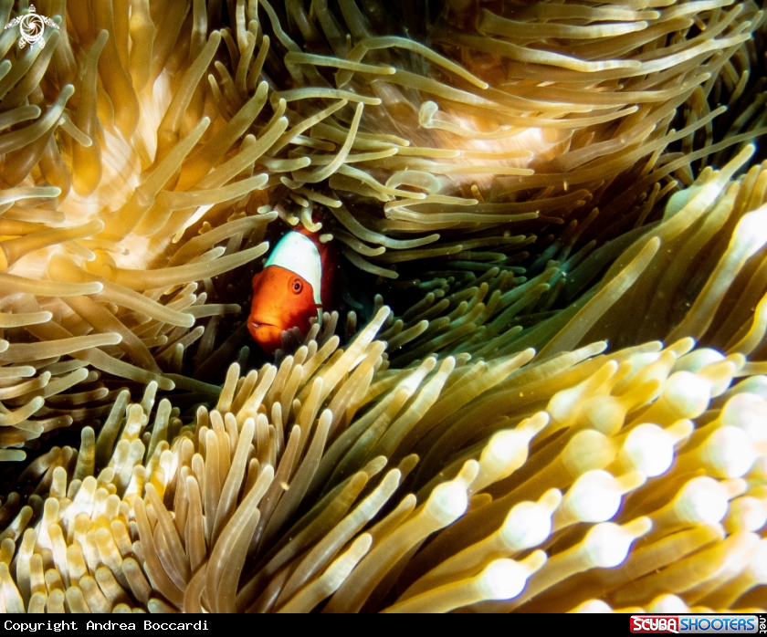 A Clown fish