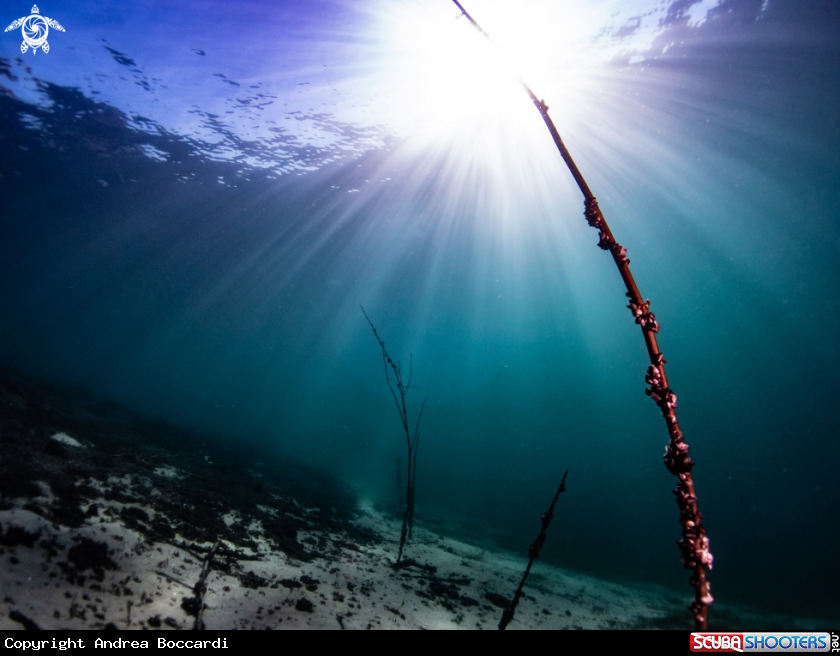 A Submerged branches