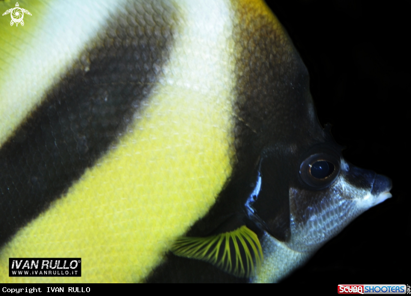A YELLOW BLACK AND WHITE