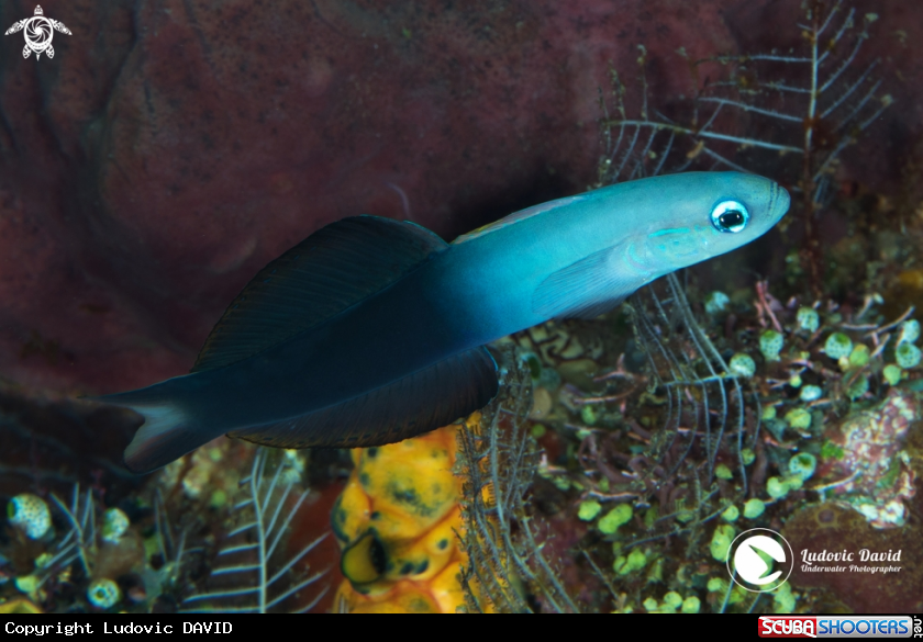 A Twotone Dartfish