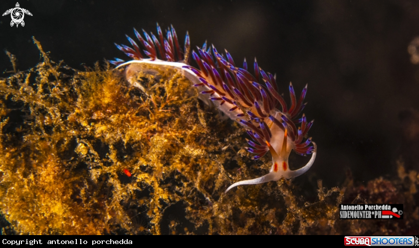 A Flabellina 