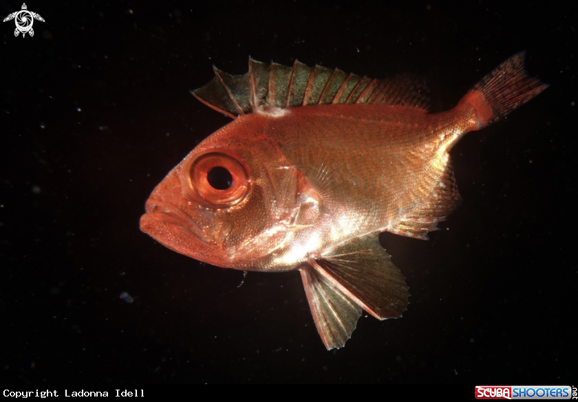 A A Juvenile Squirelfish
