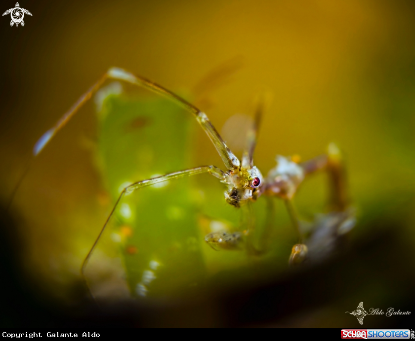 A Skeleton Shrimp
