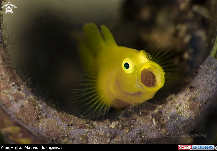 A Lemon goby