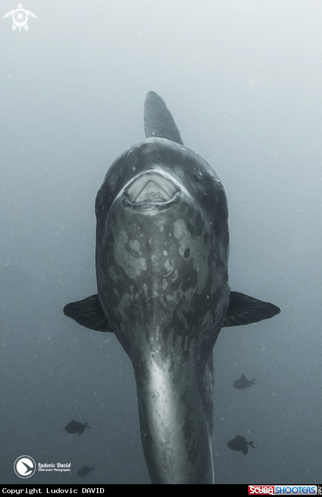 A Sunfish
