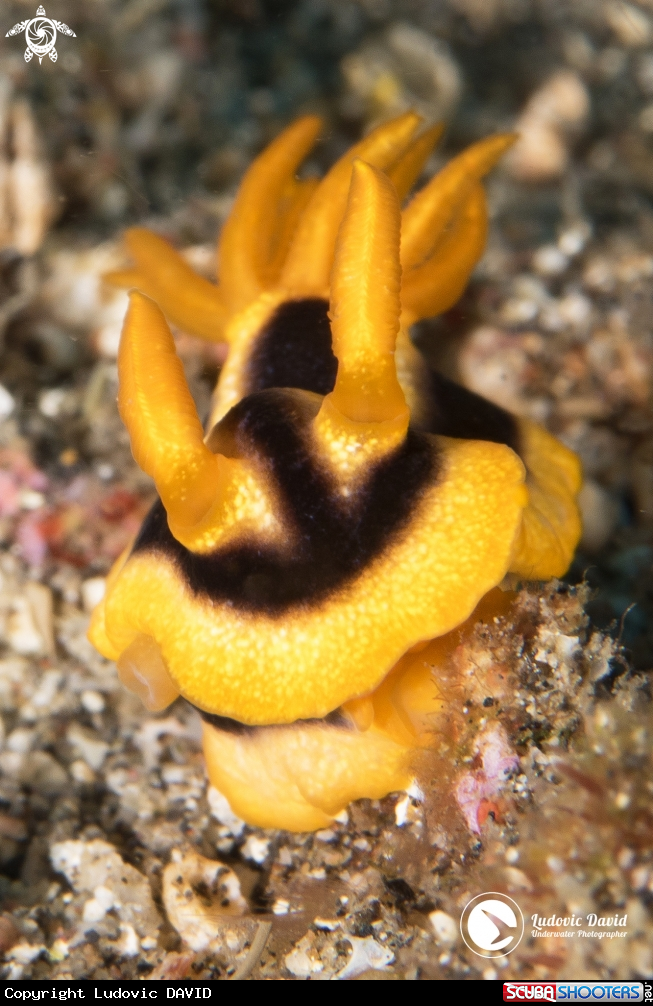 A Josh's Chromodoris Nudibranch