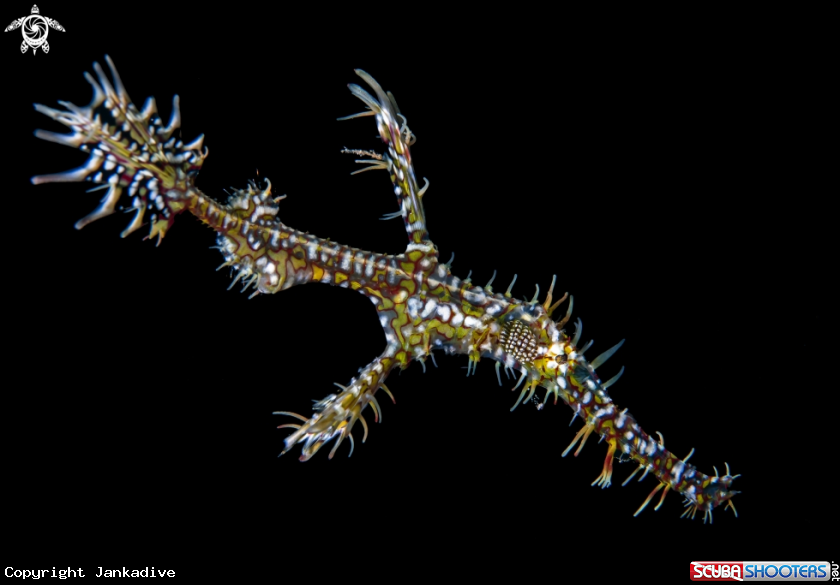 A Ornate ghost pipefish