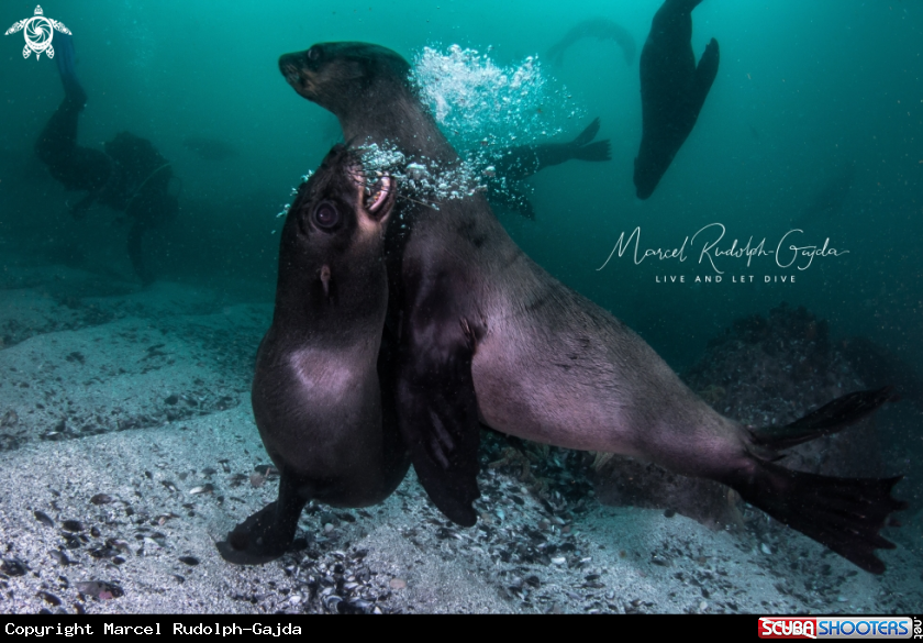 A Fur seals