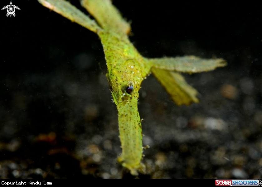 A underwater creature