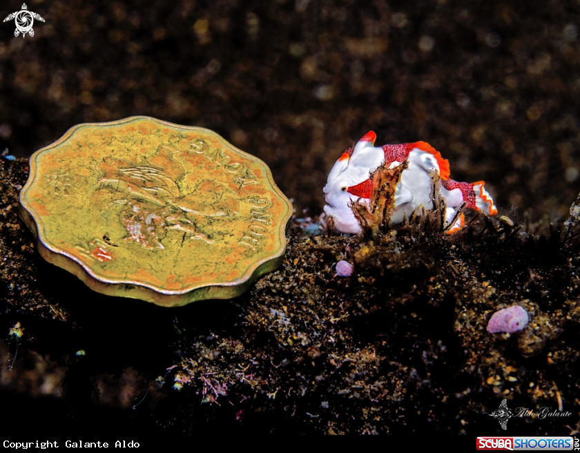 A Warty Frogfish Juvenile and Hong Kong Dollar