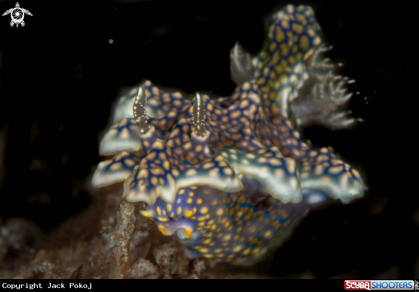 A Miamira sinuata