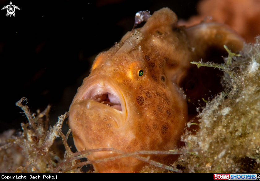 A Painted frogfish