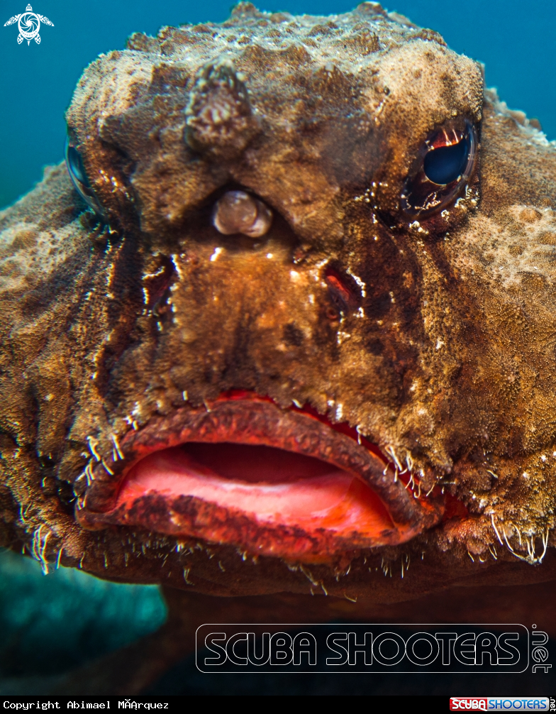 A Batfish