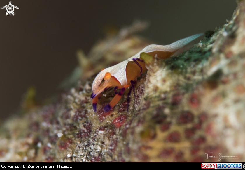A Imperator Shrimp