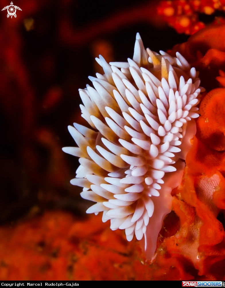 A Nudibranch