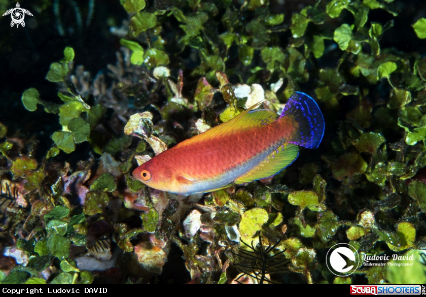 A Javan Wrasse
