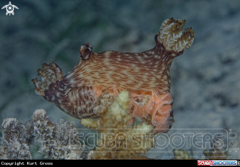 A Nudi