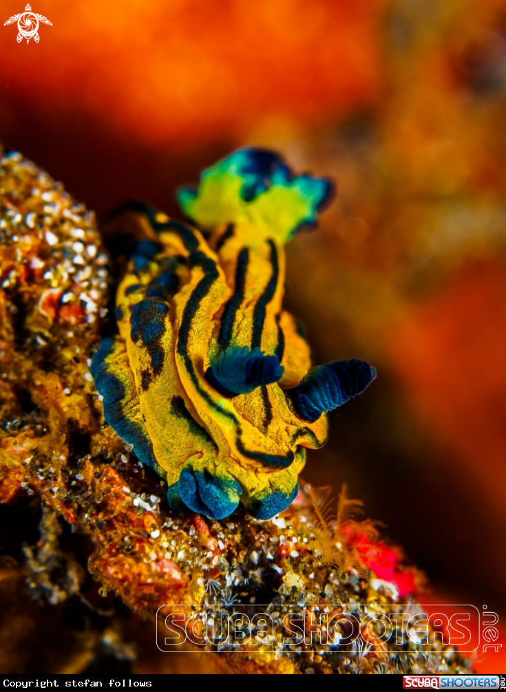 A Nudibranch