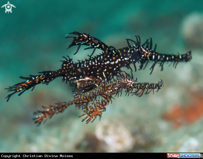 A Ornate Ghost Pipefish