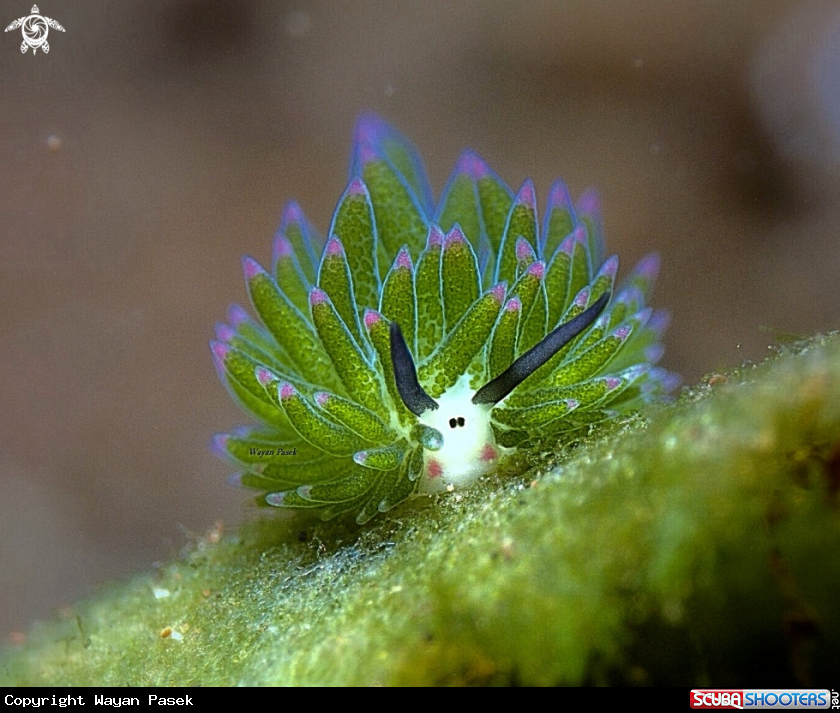A Costasiella sp