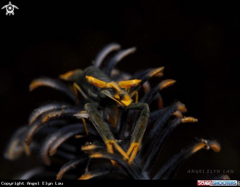 A Crinoid Shrimp