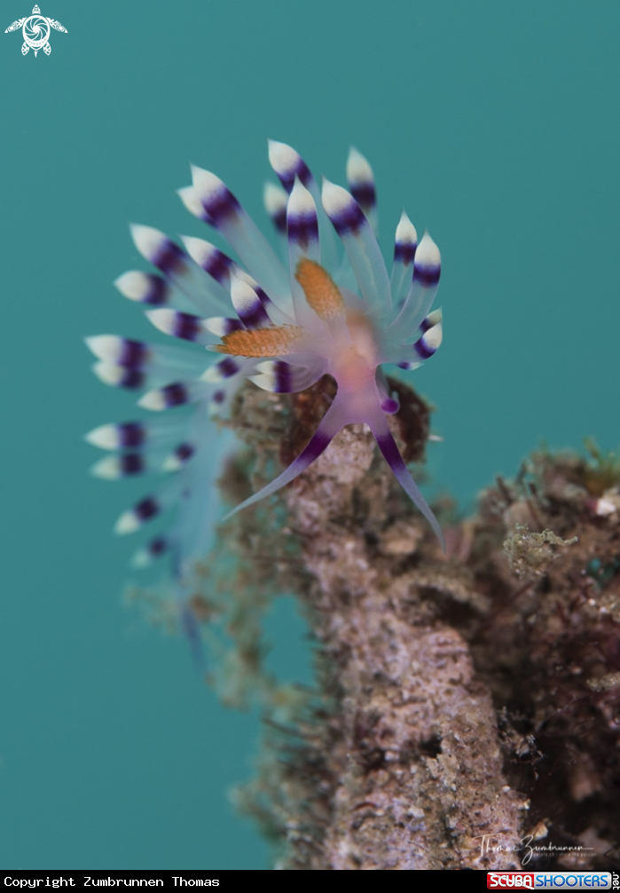 A Nudibranch 
