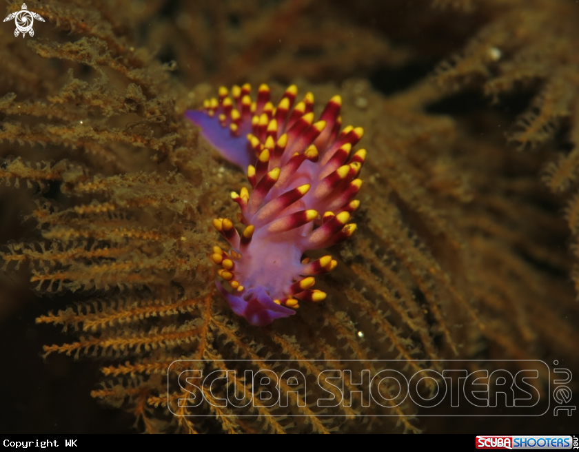 A festival nudibranch