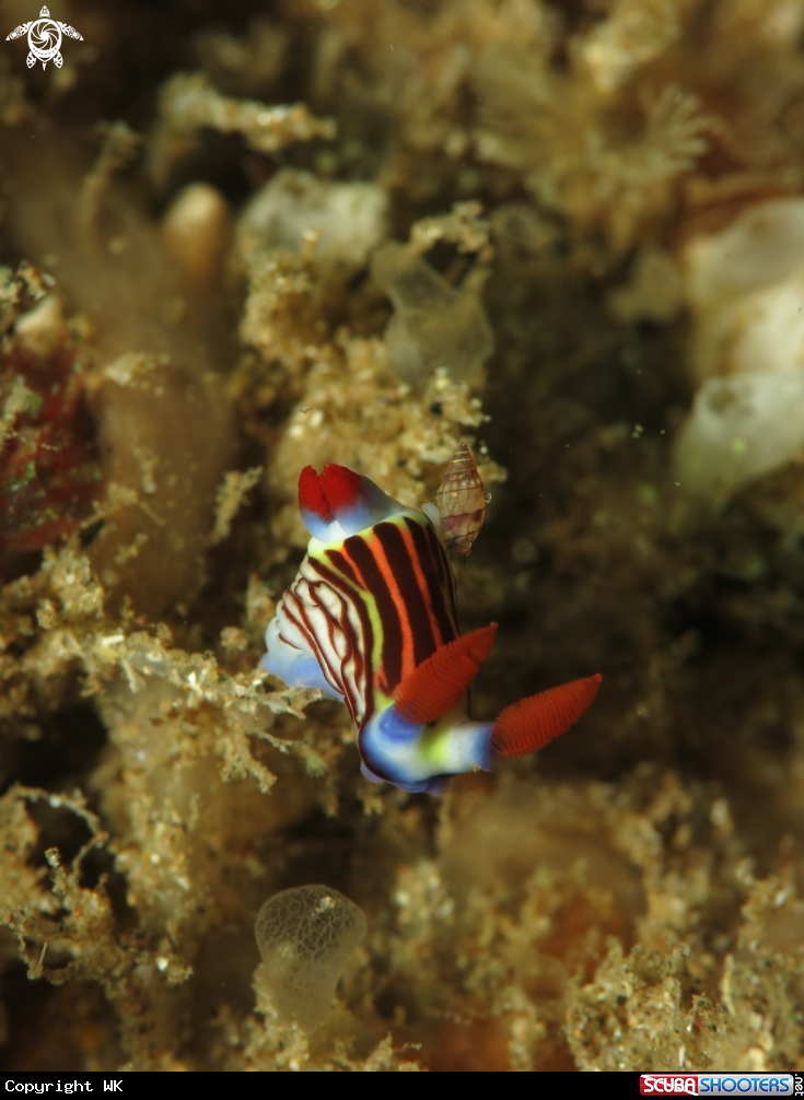 A Golden nembrotha