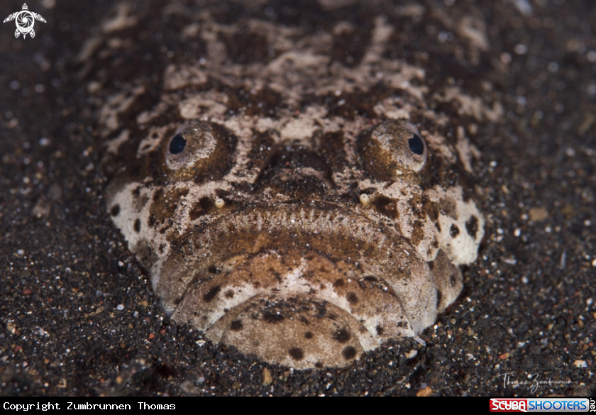 A Stargazer Fidh