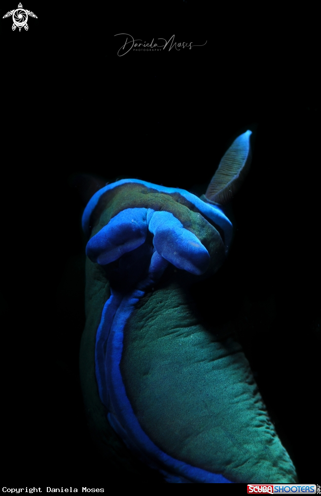A Tambja morosa