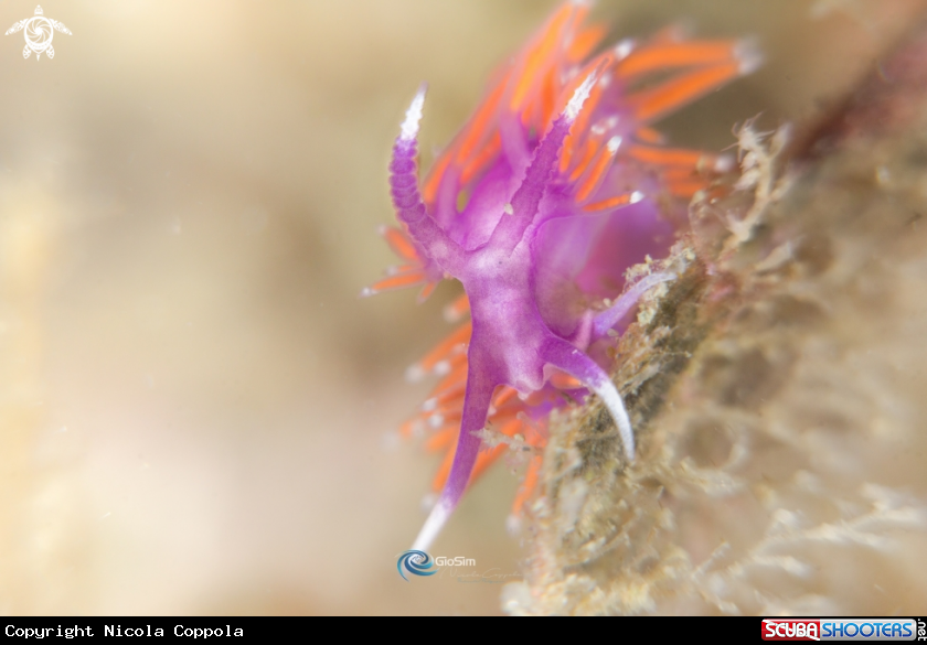 A nudi